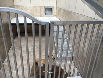 a dog in a clean kennel